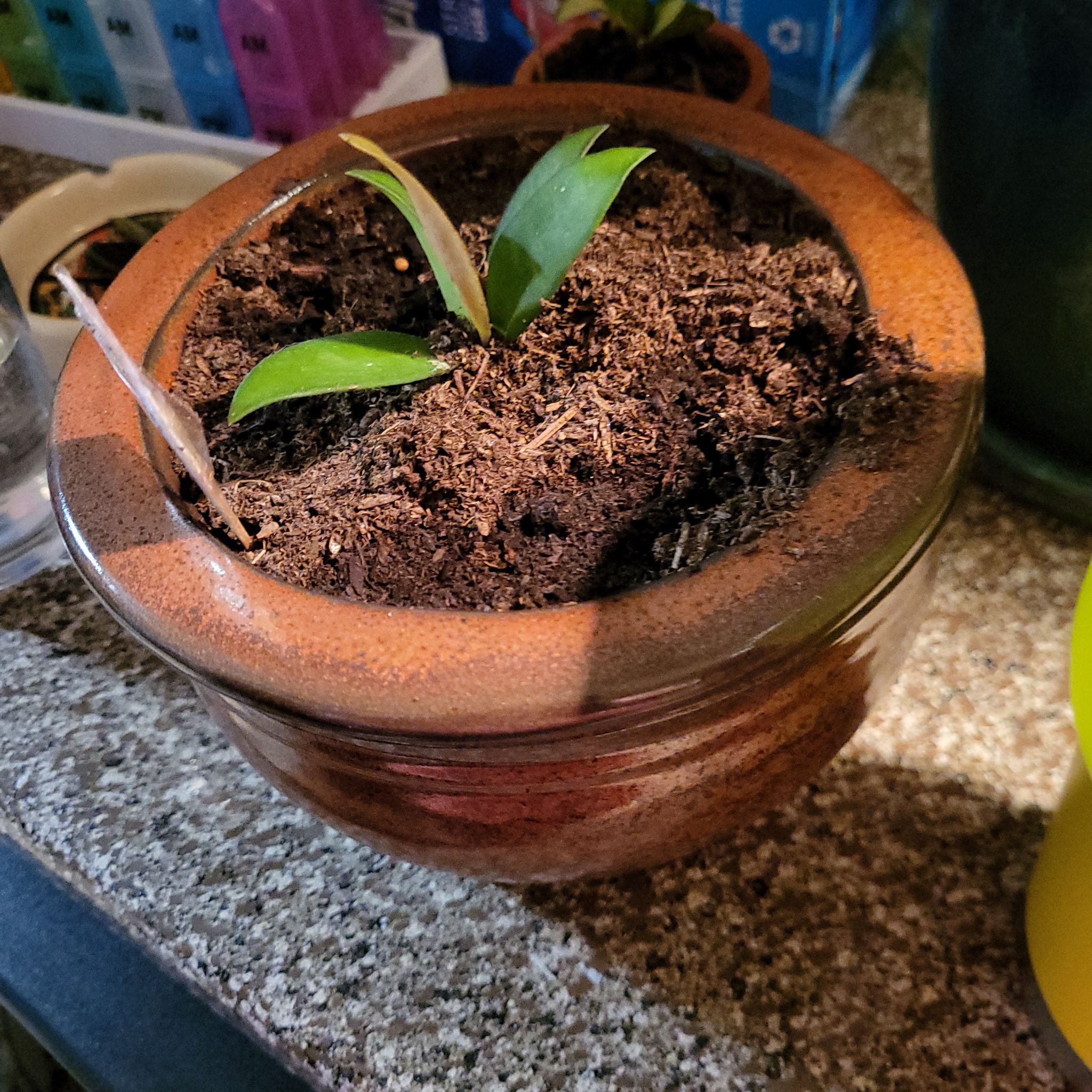 Small potted Hoya 'Rosita' plant with a few green leaves in healthy soil.