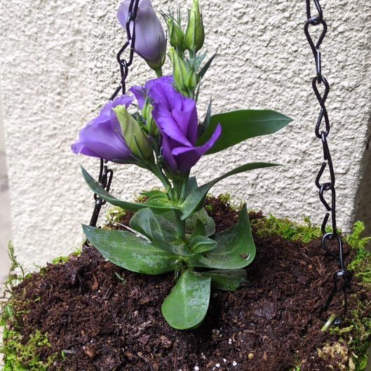 Photo of the plant species Lisianthus by @ChicAcajou named Fernie Mac on Greg, the plant care app
