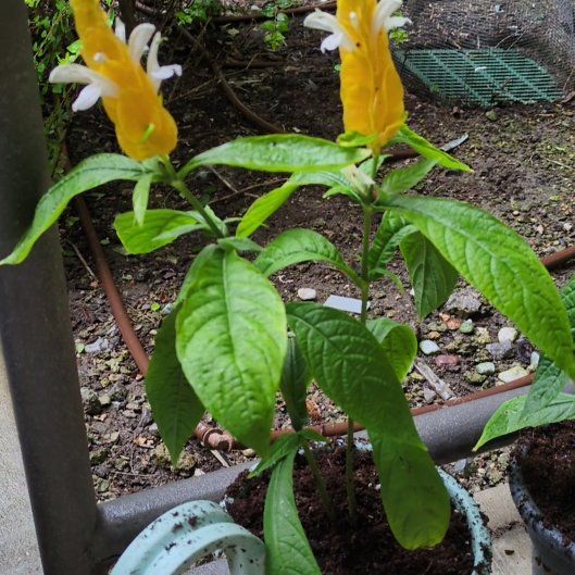 Photo of the plant species Lollipop Plant by @ChicAcajou named Ronaldo on Greg, the plant care app