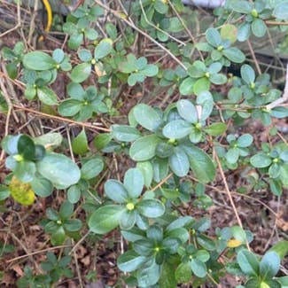 Northern Mountain Cranberry plant in Irmo, South Carolina
