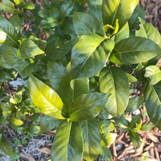 Cape Jasmine plant in Irmo, South Carolina