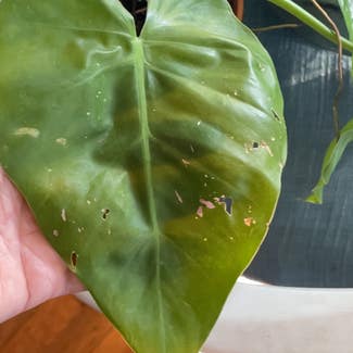 Heartleaf Philodendron plant in Chesapeake, Virginia