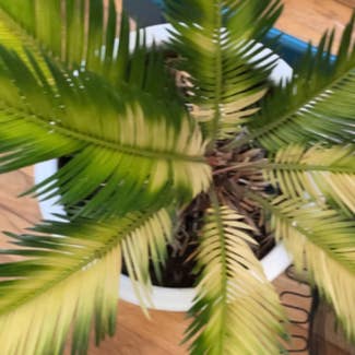 Sago Palm plant in Chesapeake, Virginia