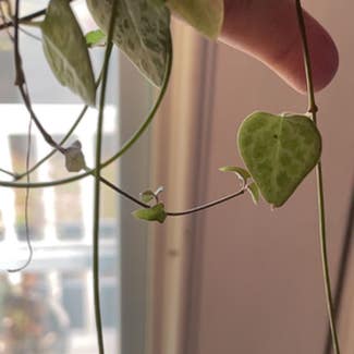 String of Hearts plant in Chesapeake, Virginia