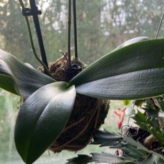 Phalaenopsis Orchid plant in Chesapeake, Virginia