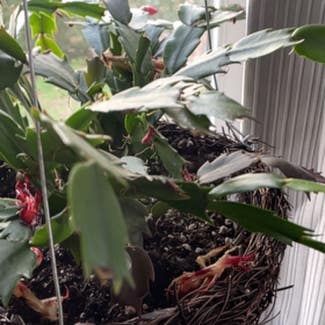 False Christmas Cactus plant in Chesapeake, Virginia