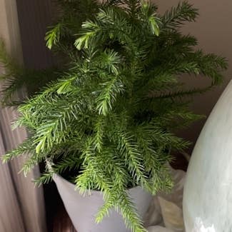 Norfolk Island Pine plant in Chesapeake, Virginia