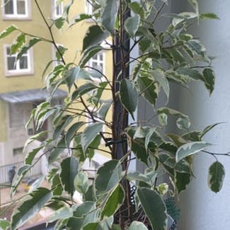 Weeping Fig plant in Nürnberg, Bayern