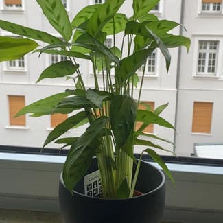Calathea 'Freddie' plant in Nürnberg, Bayern
