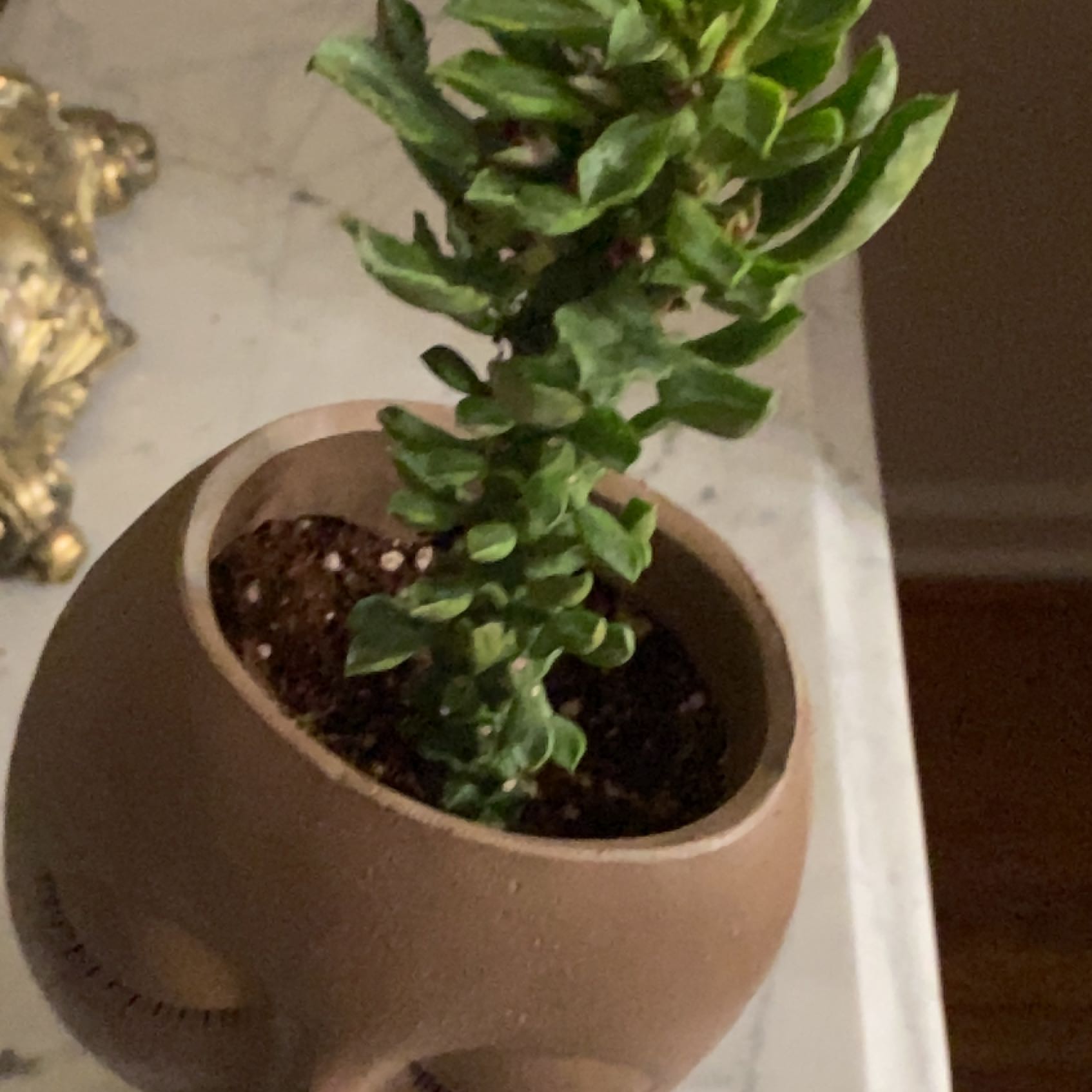 Photo of the plant species Sausage Spurge by @BigwigDuwei named Monica on Greg, the plant care app
