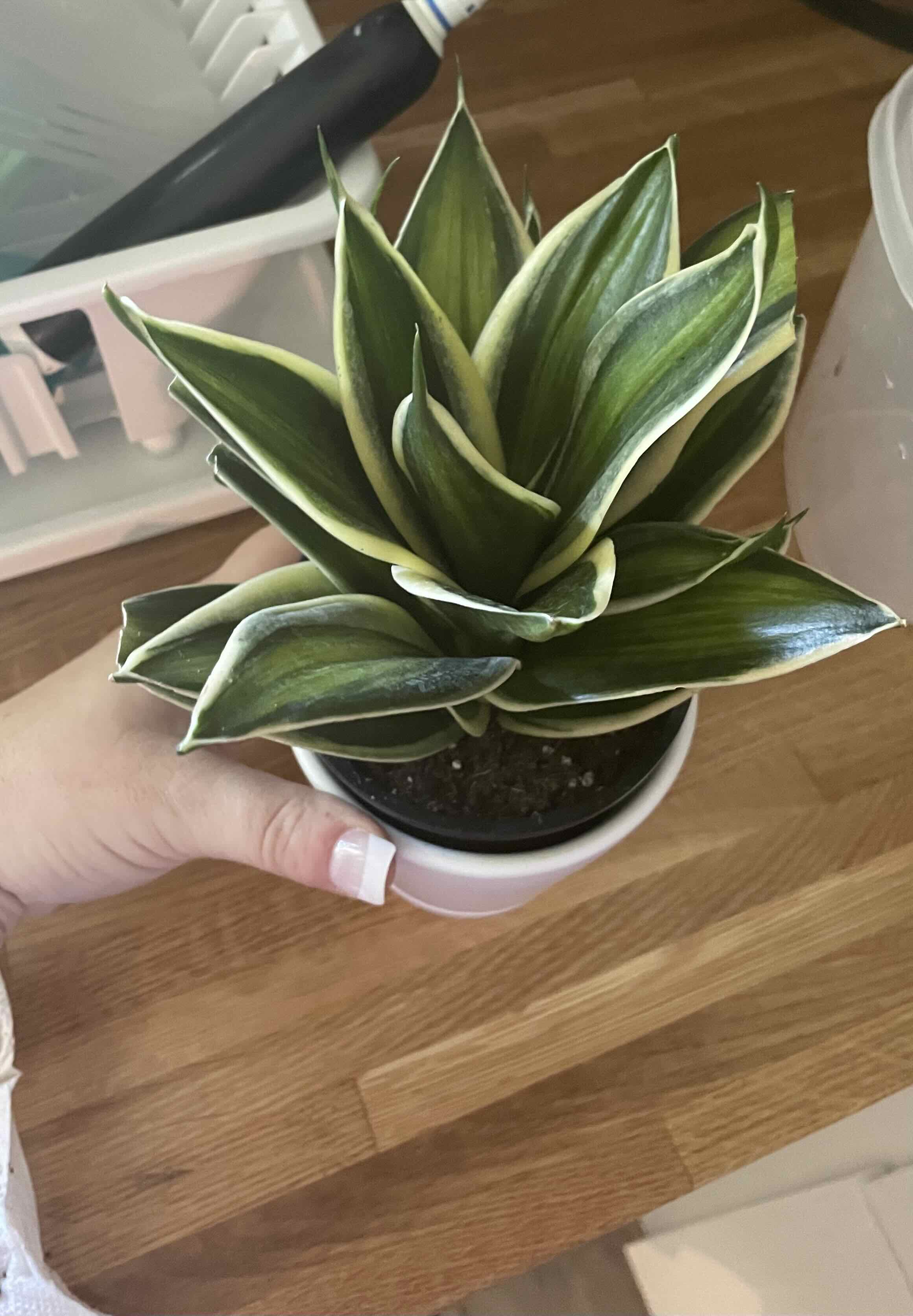 Photo of the plant species Dracaena trifasciata 'Stars and Stripes' by @EmalySoko named Liberty on Greg, the plant care app