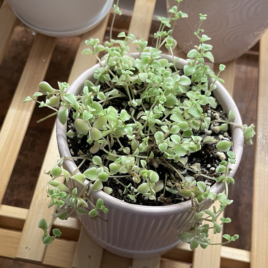 Potted Sedum 'Little Missy' plant with some leaf discoloration.