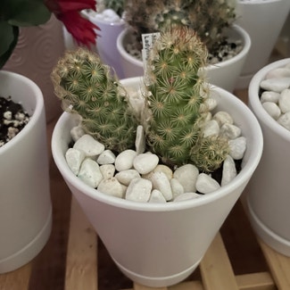 Lady Finger Cactus plant in Americus, Georgia