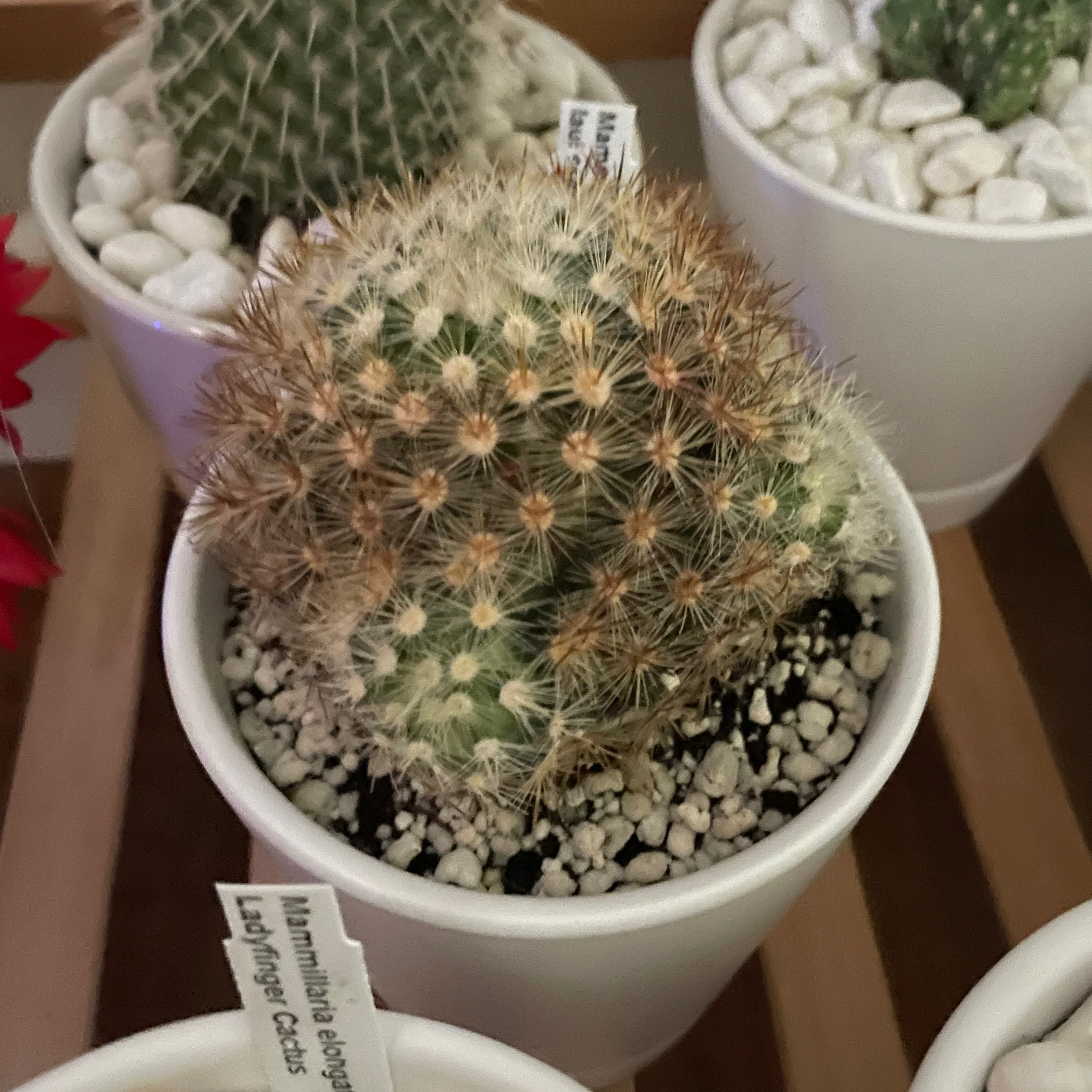 Photo of the plant species Mammillaria fraileana by @EmalySoko named Hook on Greg, the plant care app