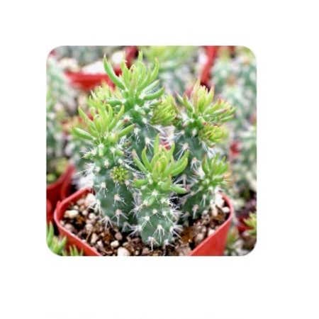 Photo of the plant species Cane Cactus by @EmalySoko named Sonora on Greg, the plant care app