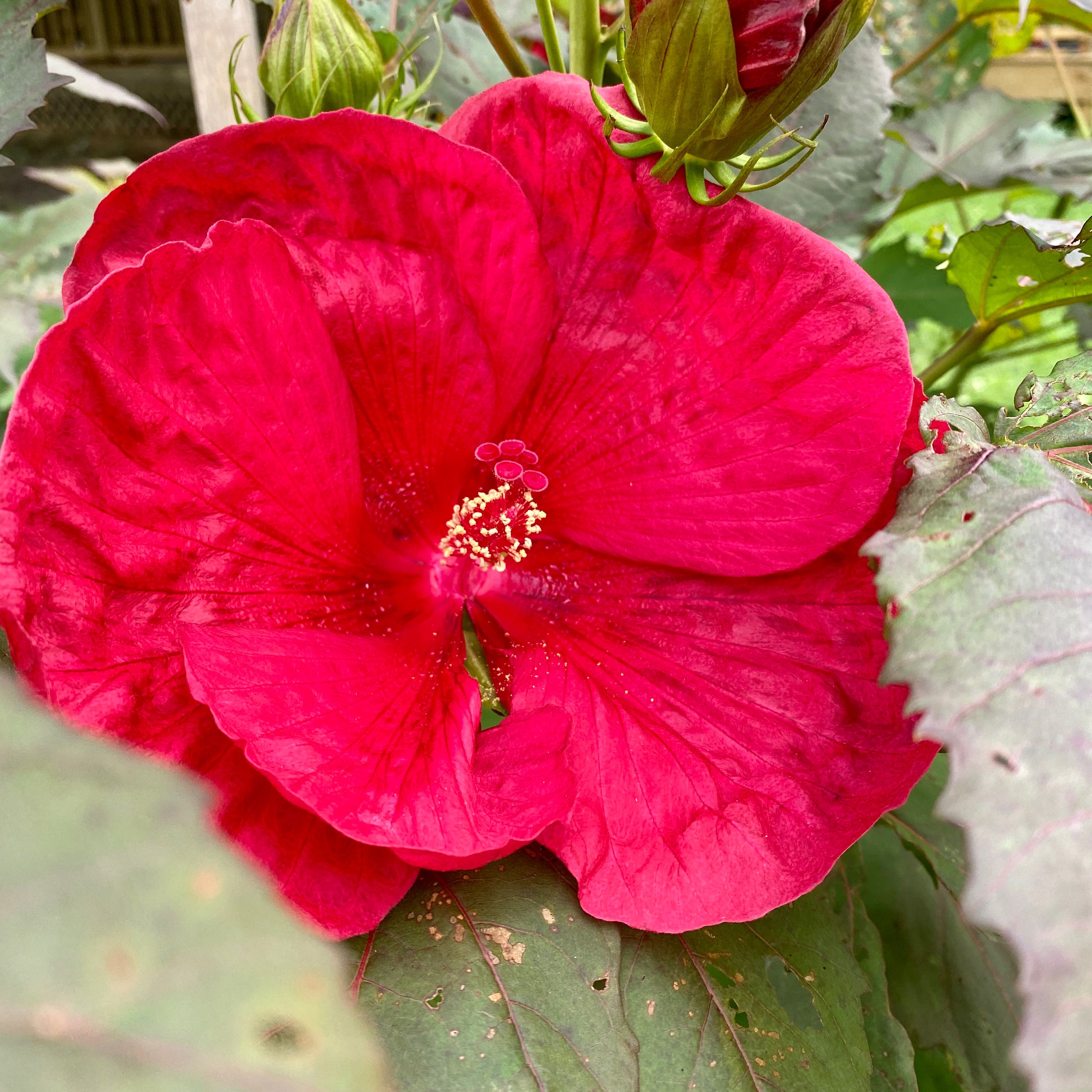 Close-up of a Crimsoneyed Rosemallow flower with vibrant red petals and healthy green leaves.