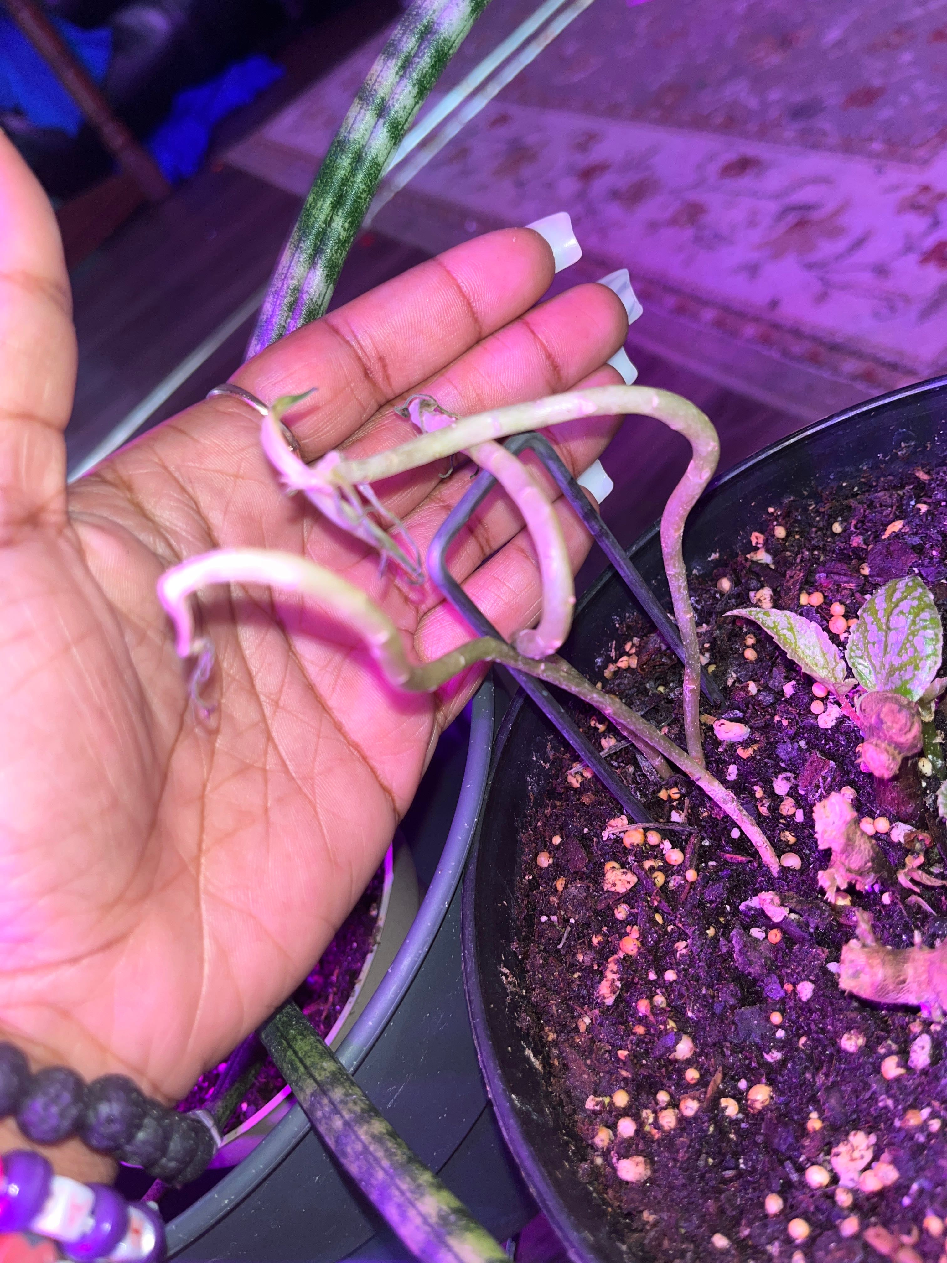 Why Are There Brown Spots on My Barberton Senecio?