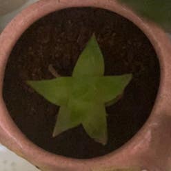 Star Cactus plant