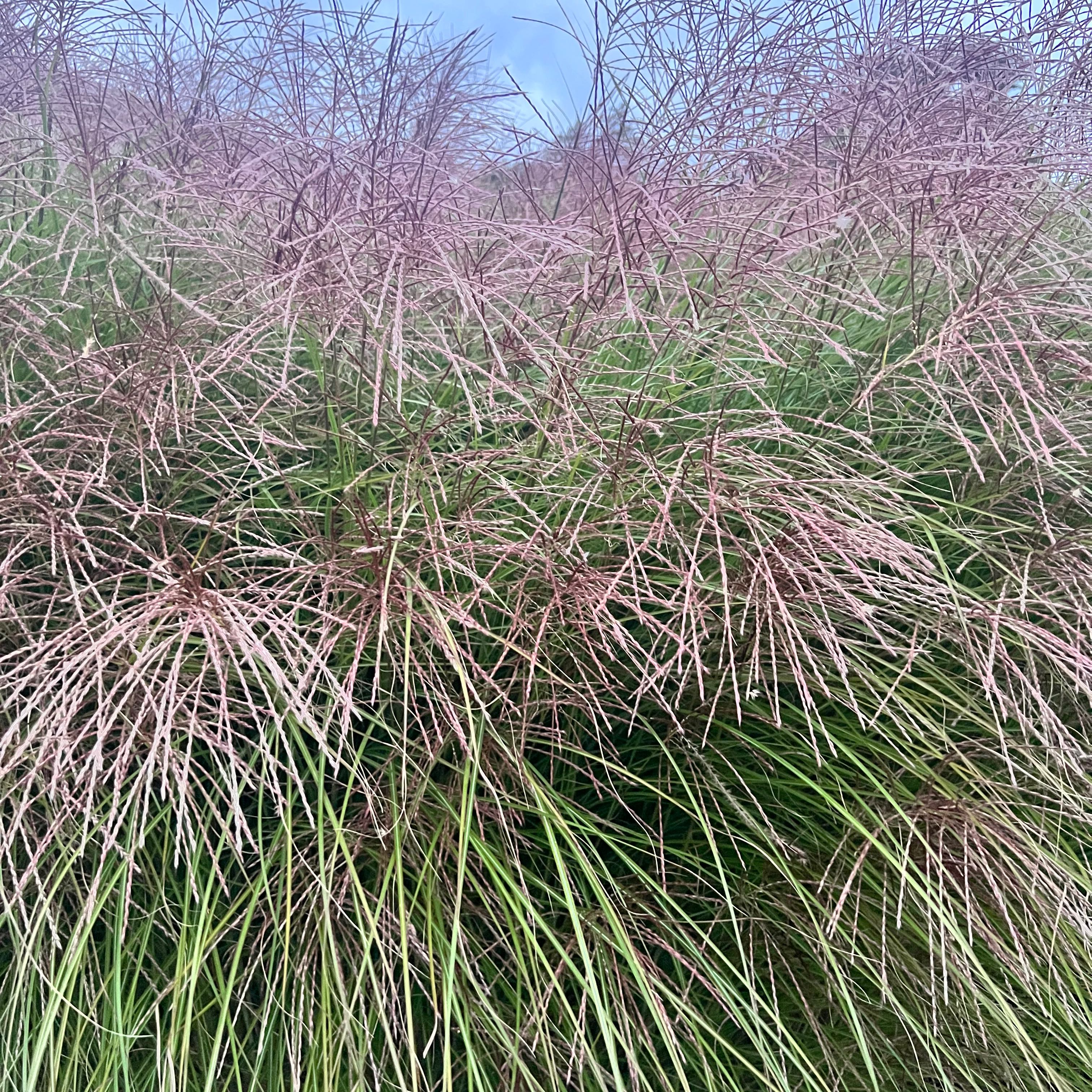 Image of healthy Maiden Grass with feathery flower plumes.