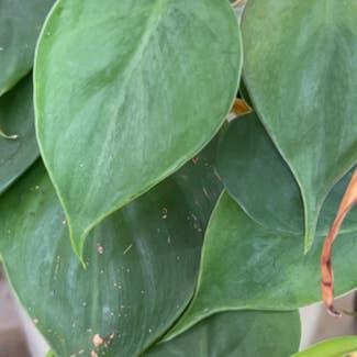 Heartleaf Philodendron plant in Forest Lake, Minnesota