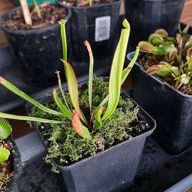 Photo of the plant species Judith Hindle Pitcher Plant by @StrongBlueash named Hemingway on Greg, the plant care app
