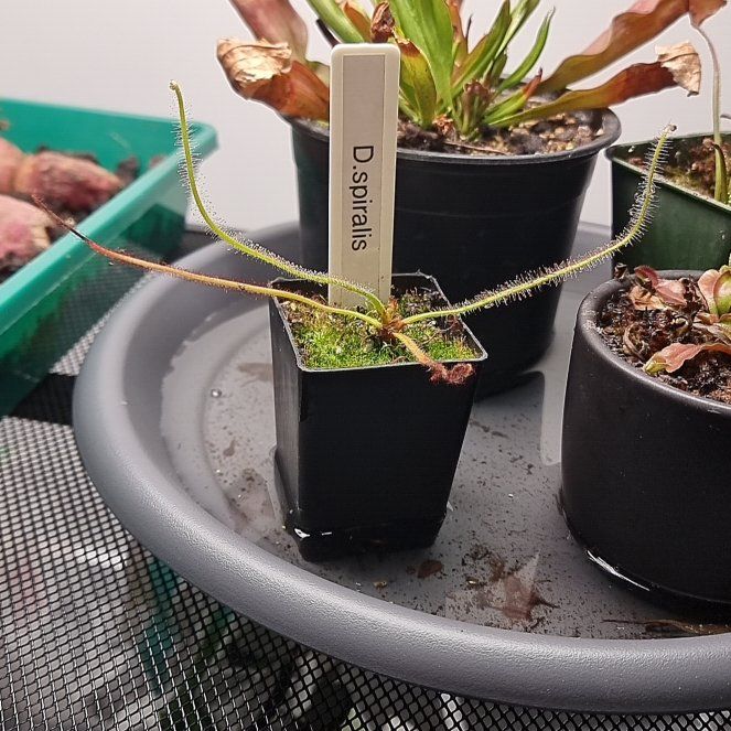 Photo of the plant species Drosera spiralis by @StrongBlueash named Demi on Greg, the plant care app