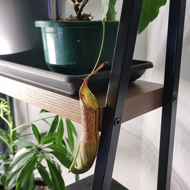 Photo of the plant species Tropical Pitcher Plant by @StrongBlueash named Dolores on Greg, the plant care app