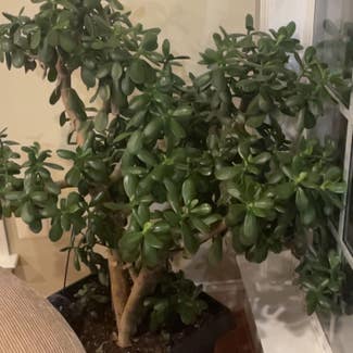 Jade plant in Baltimore, Maryland