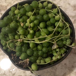 String of Pearls plant in Baltimore, Maryland