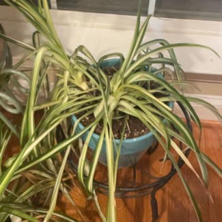 Spider Plant plant in Baltimore, Maryland