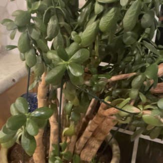 Jade plant in Baltimore, Maryland