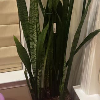 Cylindrical Snake Plant plant in Baltimore, Maryland