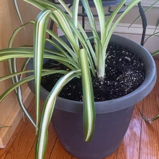Spider Plant plant in Baltimore, Maryland