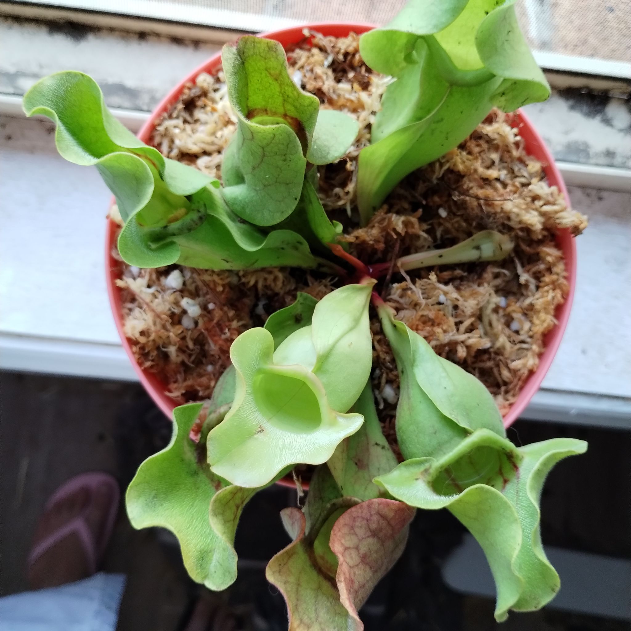Photo of the plant species Pink Pitcherplant by @selphietrabia named Rosie Riveter on Greg, the plant care app