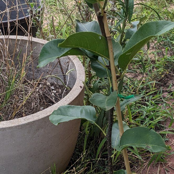 Photo of the plant species Asian pear by @selphietrabia named Hosui on Greg, the plant care app