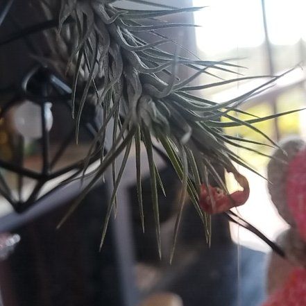 Photo of the plant species Tillandsia Stricta by @ValidSalal named Dax on Greg, the plant care app