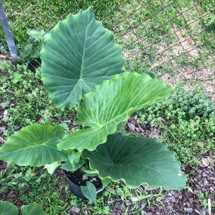 Alocasia gagaena 'California' plant with large green leaves in an outdoor setting.
