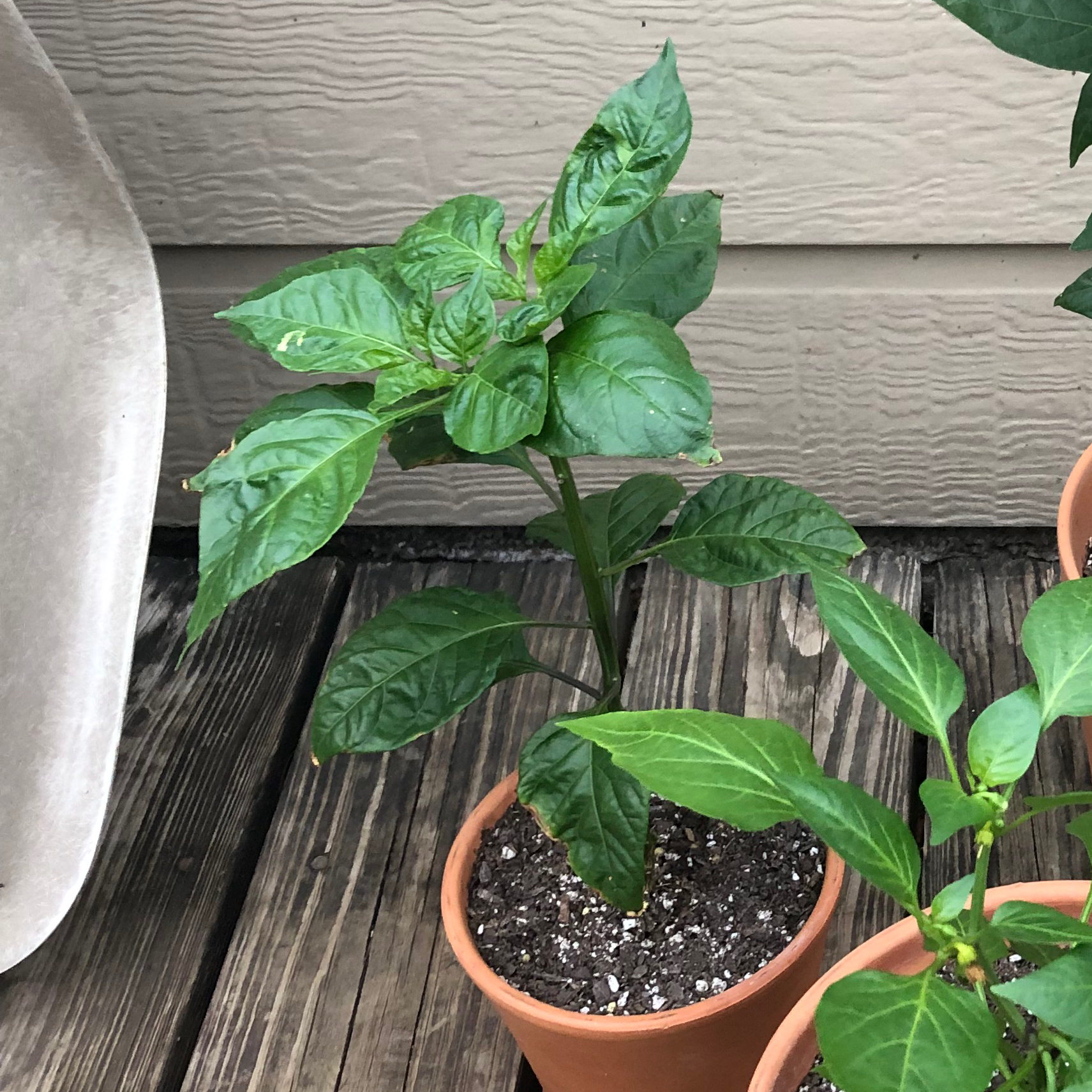 Potted Carolina Reaper plant with healthy green leaves, visible soil, and no signs of disease.