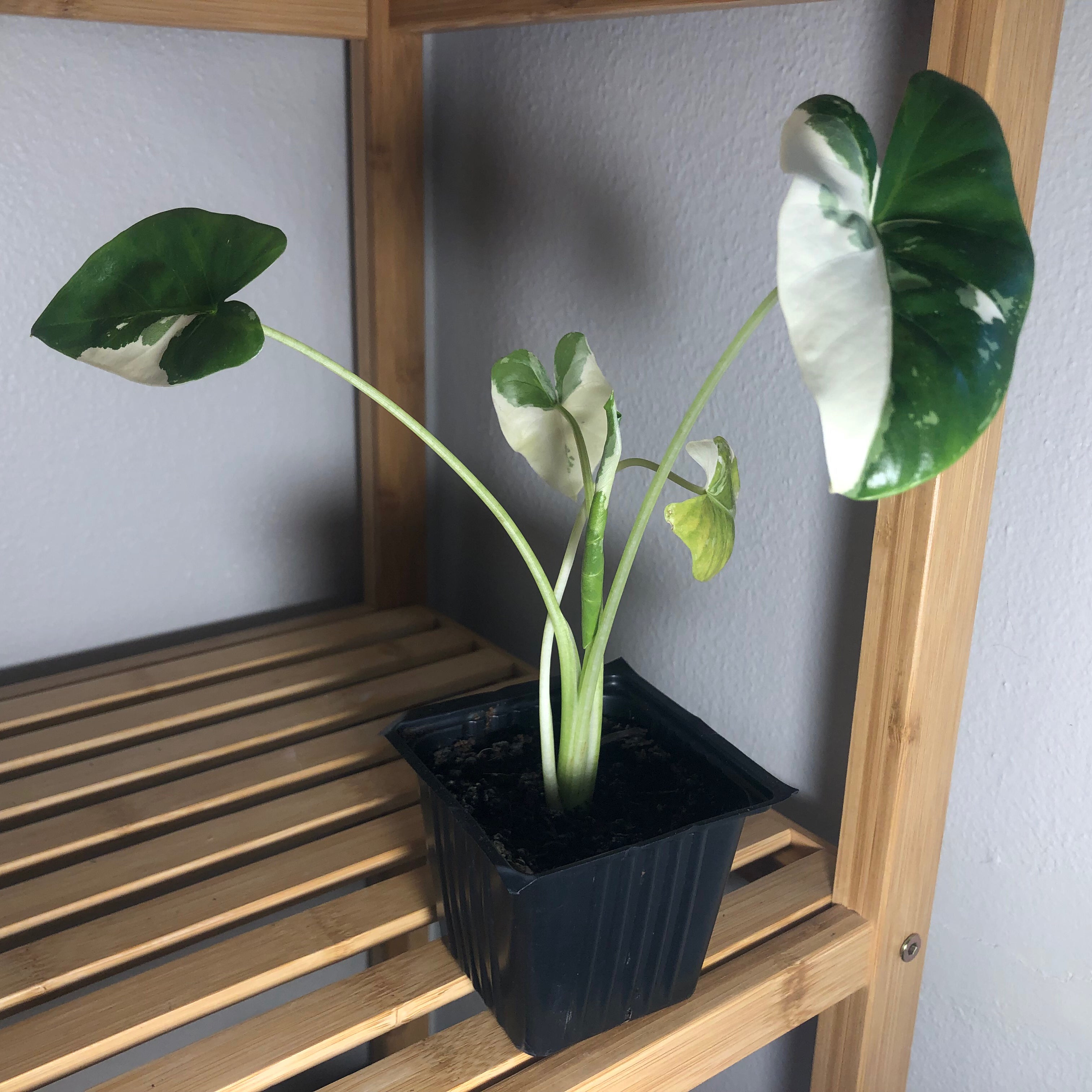 Variegated Alocasia plant in a black pot on a wooden shelf with large variegated leaves.