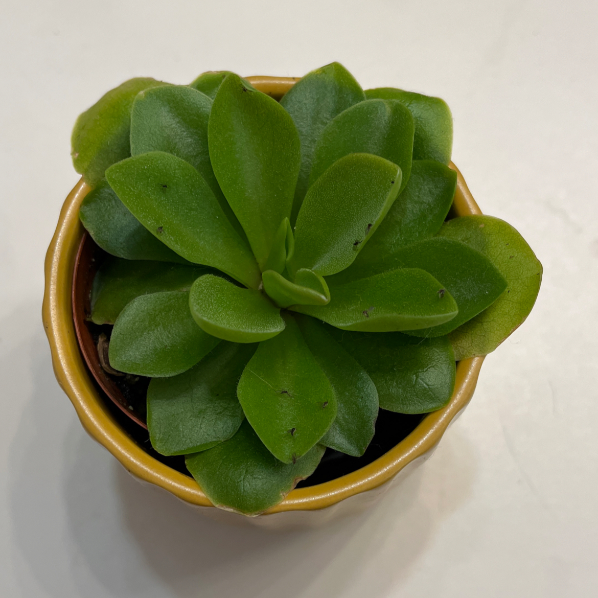 Potted Mexican Butterwort plant with healthy green leaves.