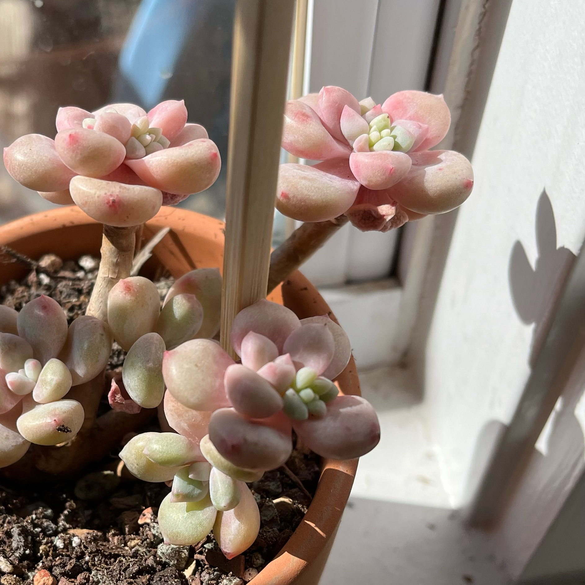 Healthy Pink Moonstone succulent in a pot with visible soil, well-framed and in focus.