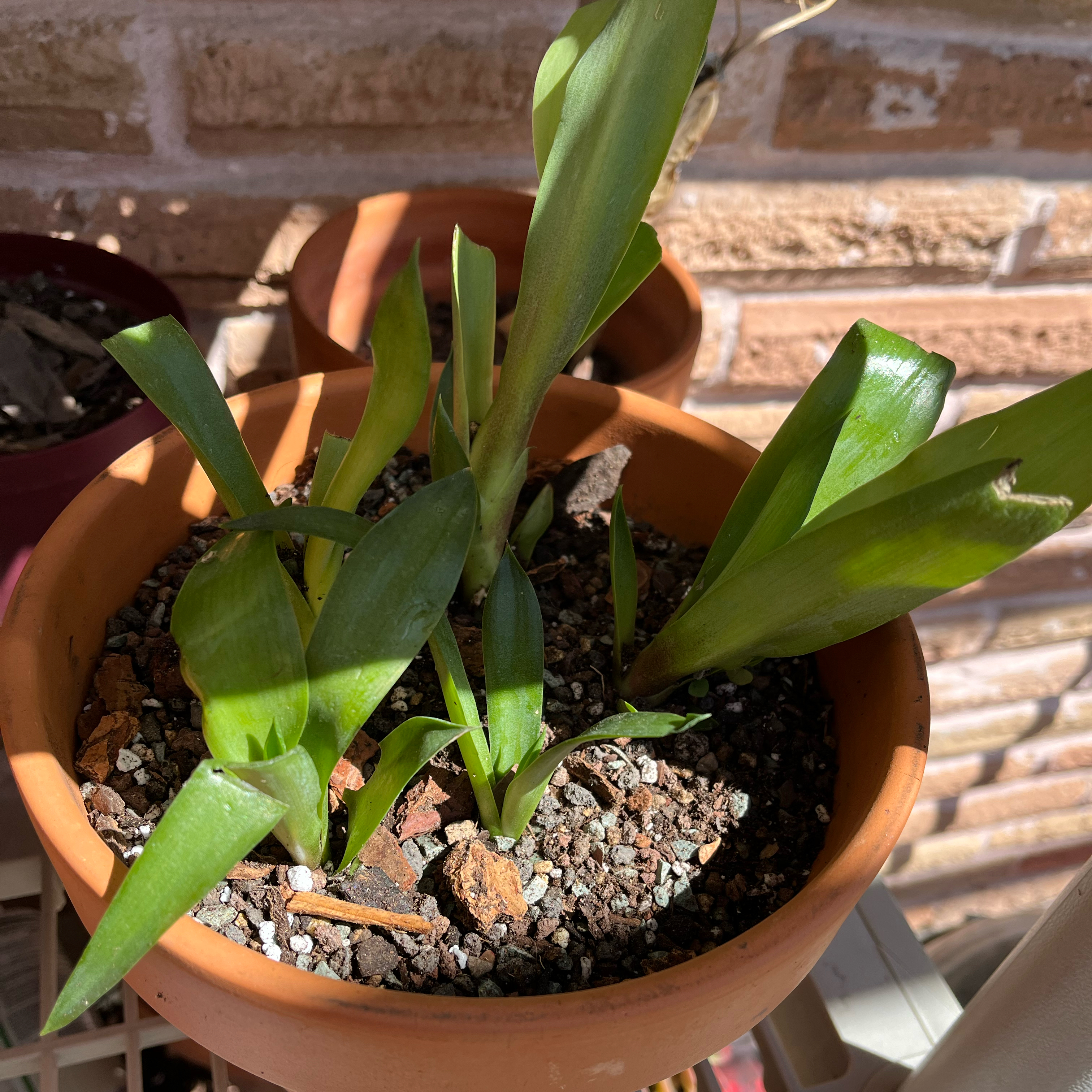 Potted Agave desmettiana 'Variegata' plant with healthy green leaves and visible soil.