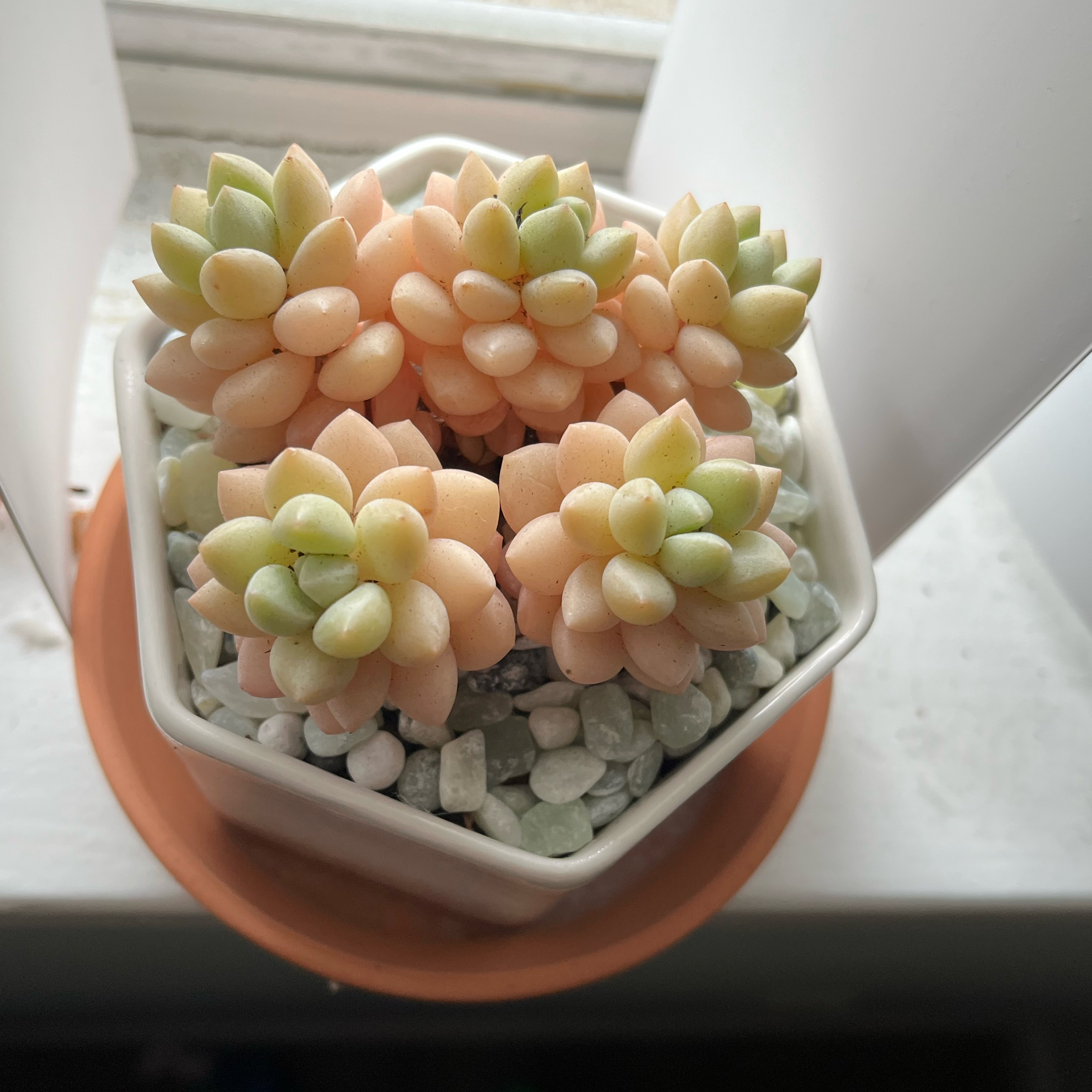 Graptopetalum 'Murasaki' succulent in a small pot with white pebbles.