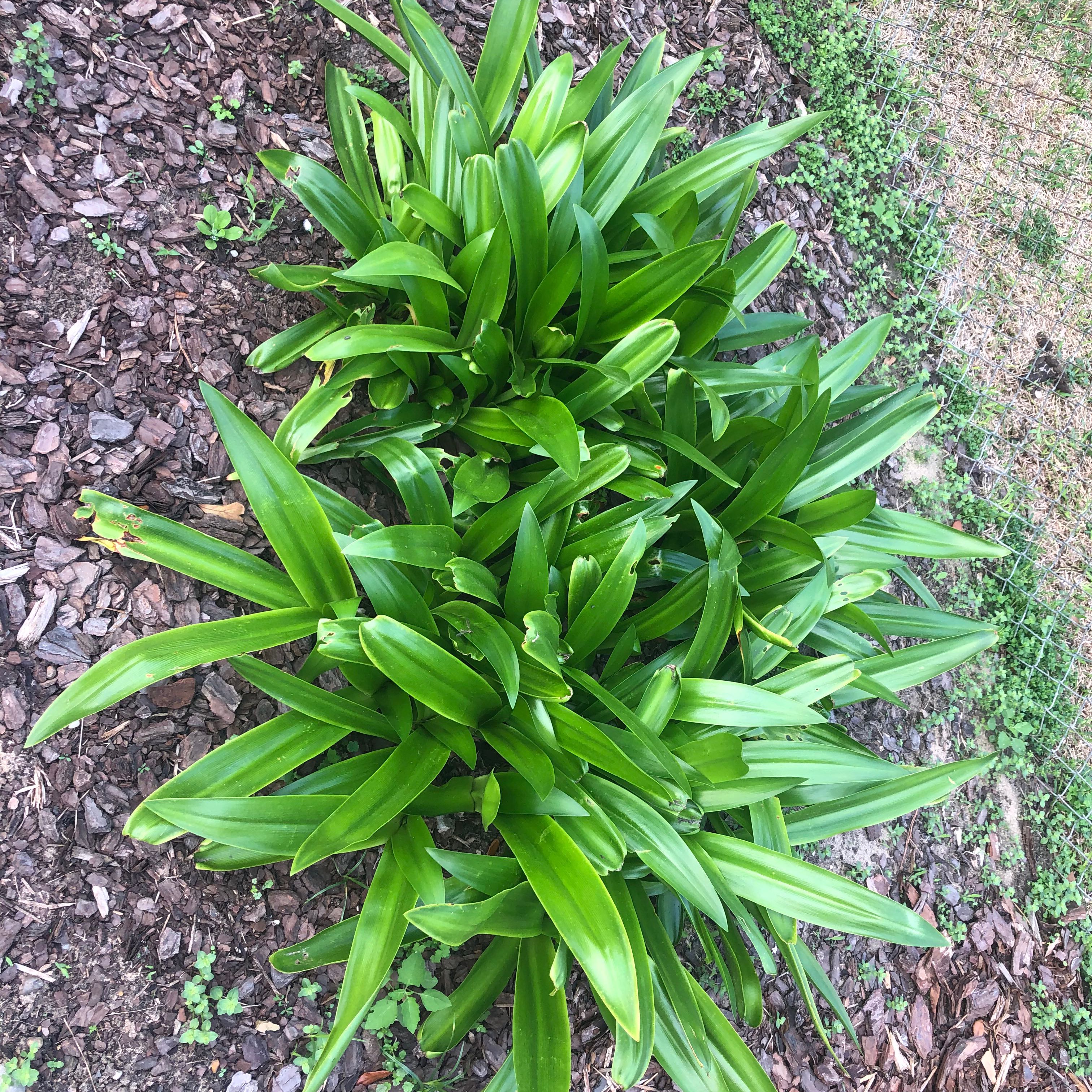 Healthy Beach Spiderlily plant with vibrant green leaves and visible soil.