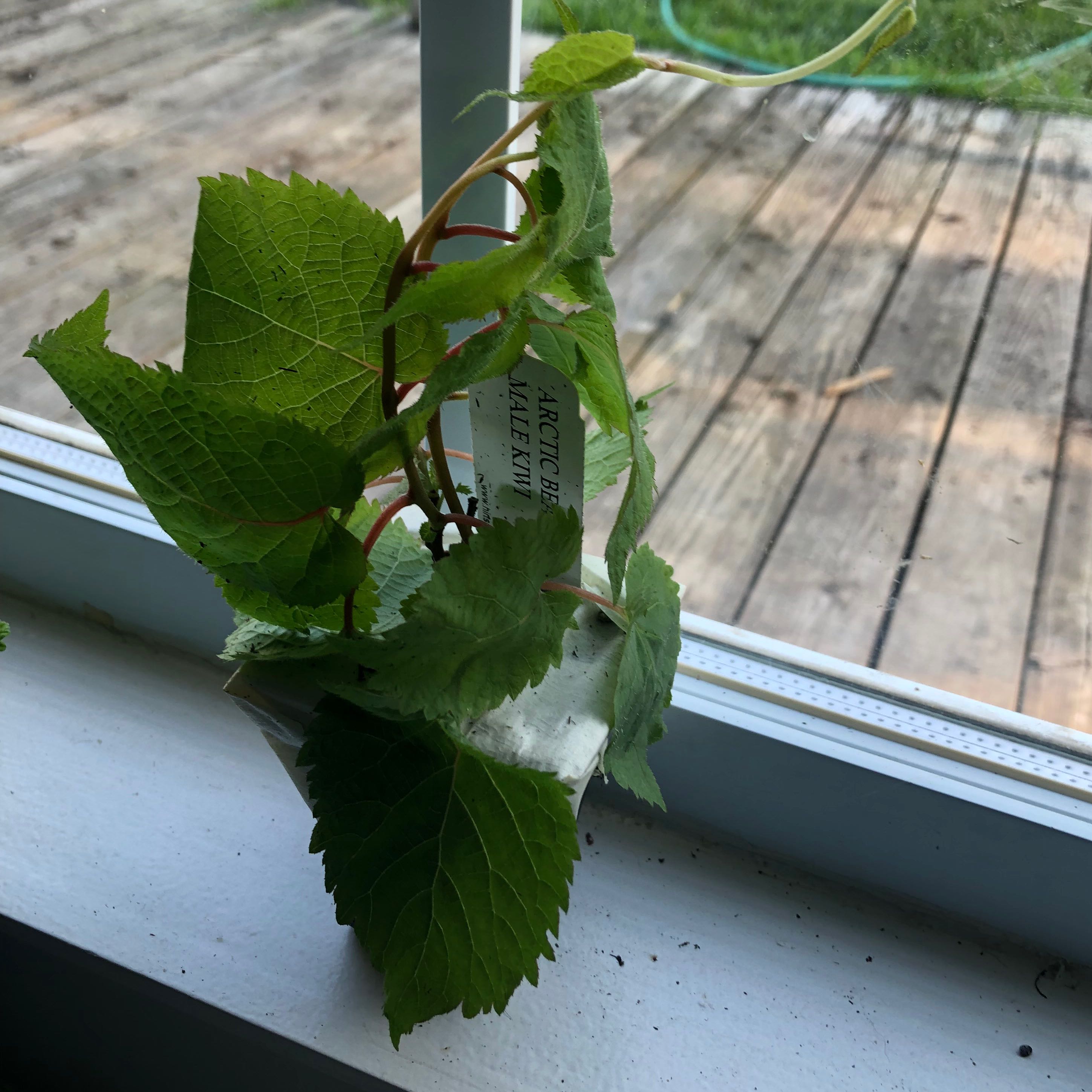 Plant care for Actinidia rudis var. glabricaulis on Greg, the plant care app