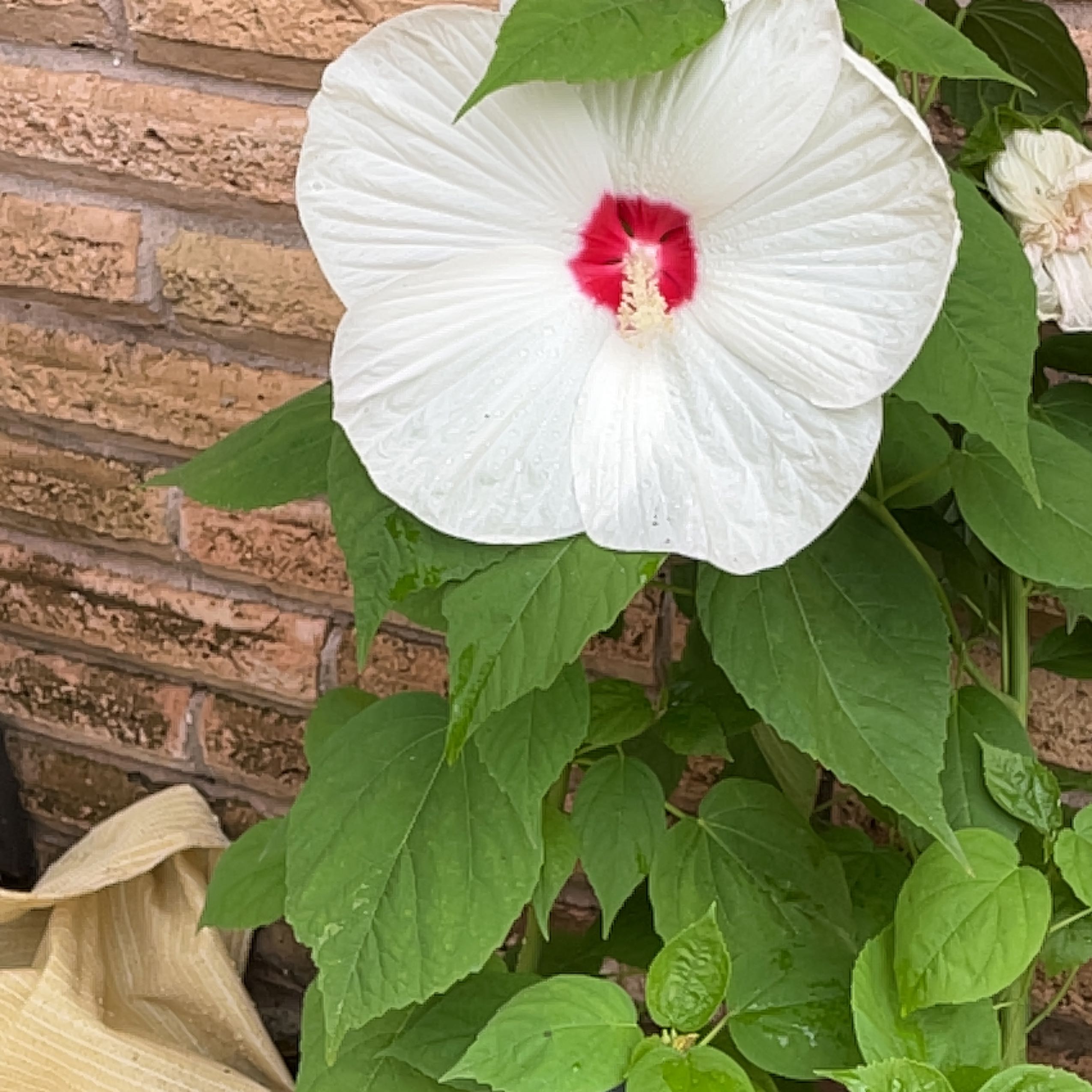 Crimsoneyed Rosemallow with a white flower and red center, healthy green leaves.
