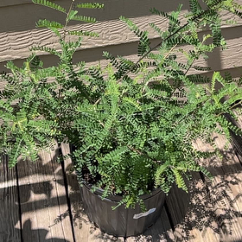 Texas Kidneywood: How Much Water & Light Does it Need to Thrive?