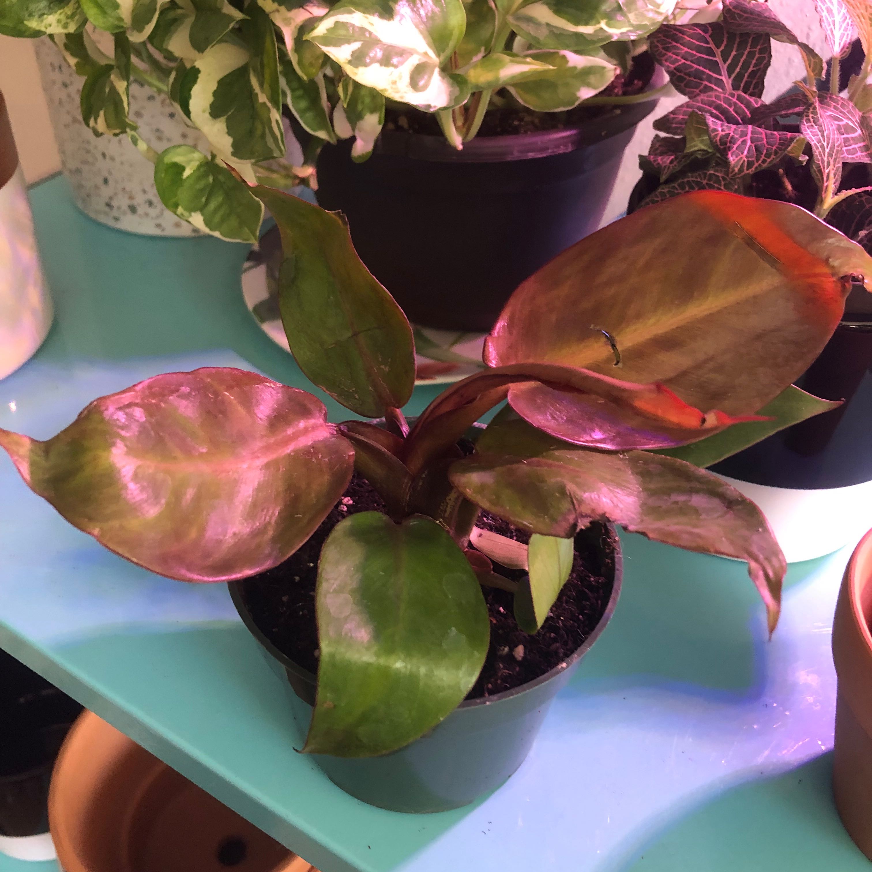 Philodendron Red Sun plant in a pot with broad, glossy leaves in green and red hues.