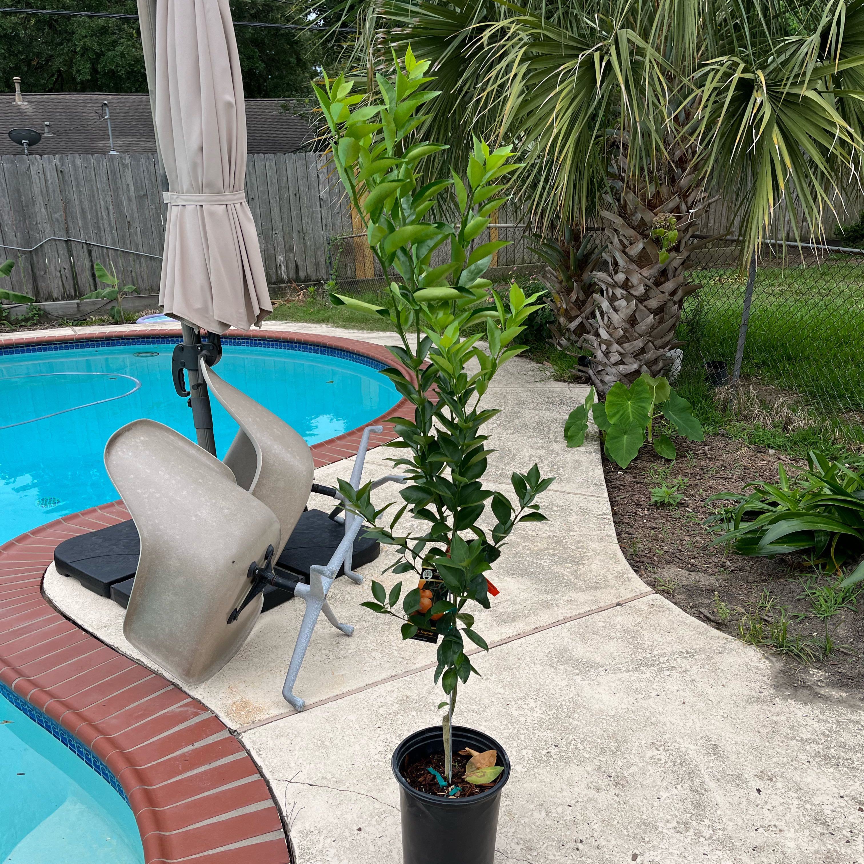 Photo of the plant species Dancy Tangerine by @snoopyonalude named Sigmund on Greg, the plant care app