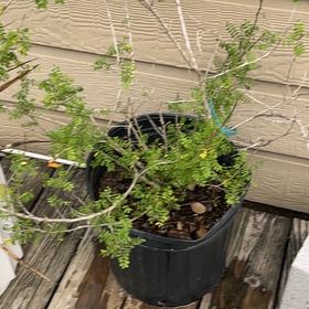 Photo of the plant species Texas Kidneywood by @snoopyonalude named Bellville Natalie on Greg, the plant care app